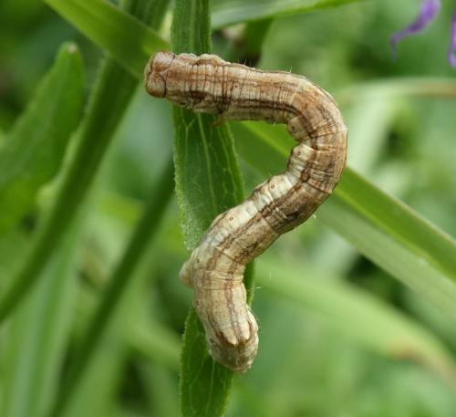 Ectropis crepuscularia